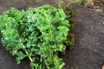 Kale cabbage sheets close-up, selective focus.