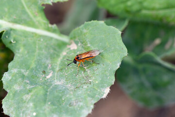 Turnip sawfly (Athalia colibri or rosae) on a rapeseed plant. Pests of rapeseed, mustard, cabbage and other plants.