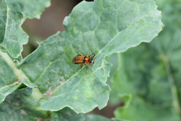 Turnip sawfly (Athalia colibri or rosae) on a rapeseed plant. Pests of rapeseed, mustard, cabbage and other plants.