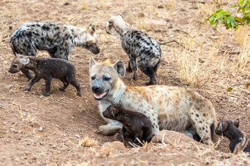 Fototapeta premium Hyena family in South Africa. Babys hyenas.