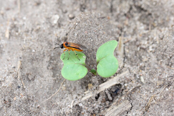 Turnip sawfly (Athalia colibri or rosae) on a young rapeseed plant. Pests of rapeseed, mustard, cabbage and other plants.