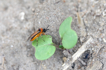 Turnip sawfly (Athalia colibri or rosae) on a young rapeseed plant. Pests of rapeseed, mustard, cabbage and other plants.