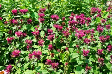 Fototapeta na wymiar Red flowers of bee balm Monarda