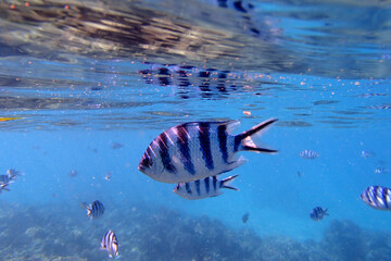 Naklejka na ściany i meble Close-up on a stripped fish of the blue lagoon in Fiji island in the Pacific Ocean