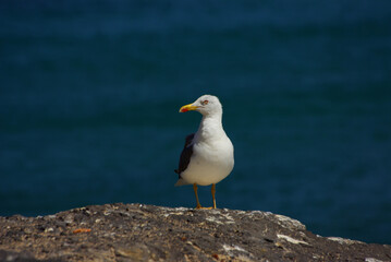 seagull watching fishermen from the top of the cliff