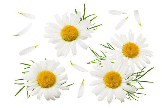 chamomile isolated on a white background. daisy flower. Top view