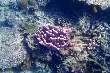 Purpel coral isolated in the seabed in Fiji