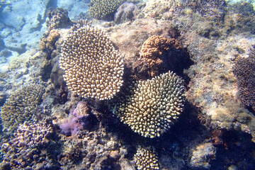 Naklejka na ściany i meble White coral with funny spades in the seadbed of Fiji