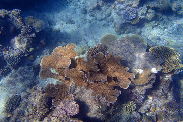 Naklejka na ściany i meble Brown Coral platform in the ocean in Fiji