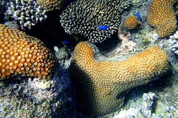 Close-up on light brown coral and tiny blue fish in the Ocean in Fiji