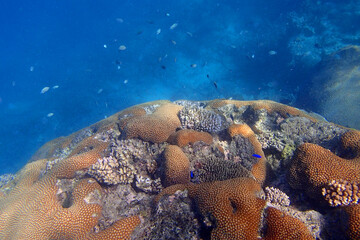 Massive red brown coral with turquoise water in the reef of the Pacific ocean in Fiji