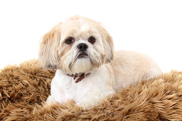 close up picture of  a dog