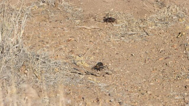  Female mormon cricket laying eggs in a hole in the desert while another scurries past.