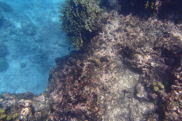 Seabed with big rock and turquoise water