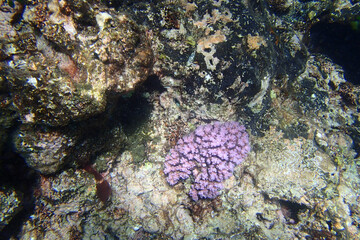 Purple Coral on a rock on the seabed in Fiji