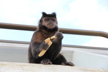 Monito comiendo galletitas ópera