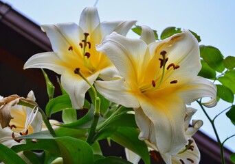 yellow lily flower