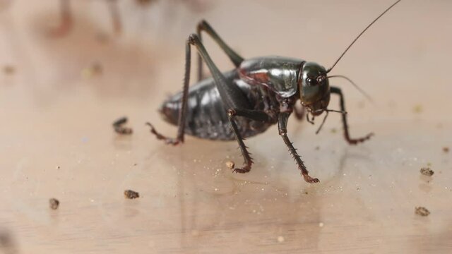 Large black red mormon cricket walks away from other pushy bug