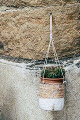 Petite plante verte succulente dans un panier en osier suspendu - Décoration pour l'extérieur de...