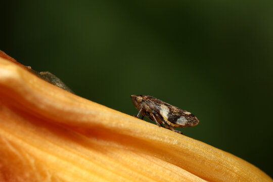 Common Frog-hopper.