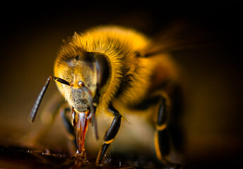 Honey Bee Up Close Macro