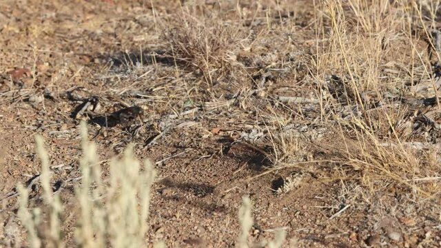 Large cricket scurries across dirty desert floow with grasses blowing slow motion.