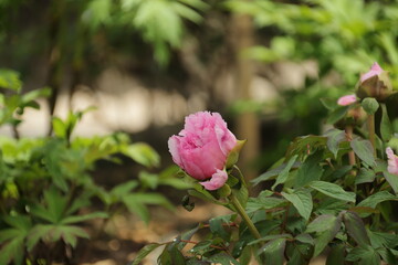 ぼたん苑2015