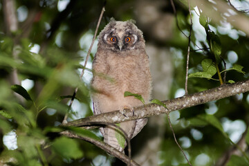 An owl bird sits on a tree branch