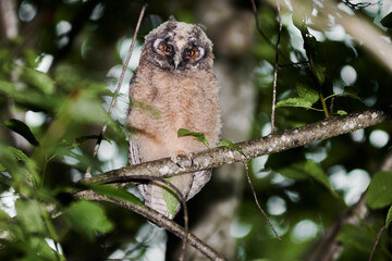 An owl bird sits on a tree branch