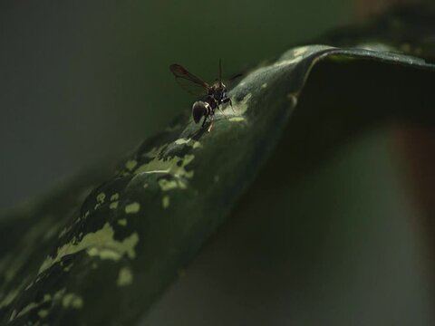 Insecto en hoja verde