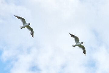 a gull bird flies in the sky