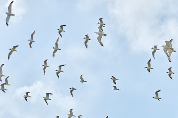a flock of gulls flies in the sky