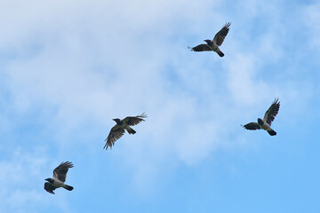 a flock of crows flies in the sky against the background of clouds