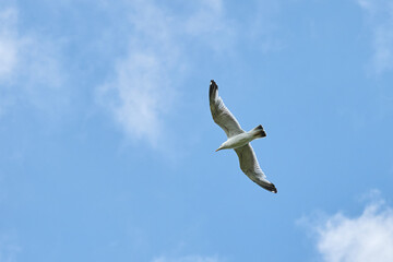 a gull bird flies in the sky