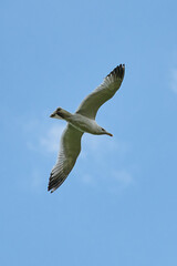 a gull bird flies in the sky