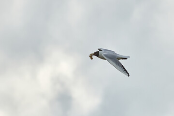a gull bird flies in the sky in its beak prey