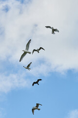 a gull bird flies in the sky