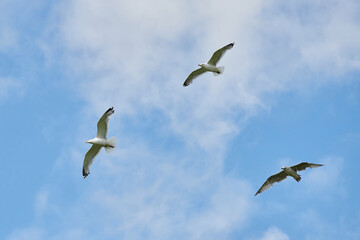 a gull bird flies in the sky