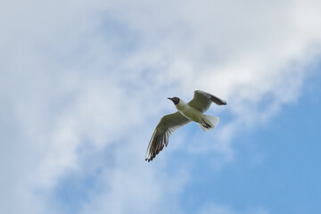 a gull bird flies in the sky