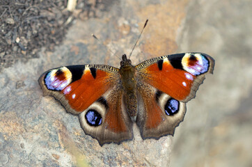 Fototapeta na wymiar Butterfly - peacock eye sits on a stone. Aglais io. Nymphalidae. Close up.