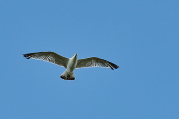 a gull bird flies in the sky