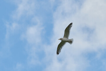 a gull bird flies in the sky