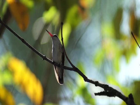 Colibri en d&iacute;a soleado con bokeh