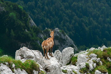 Calm chamois on the top of the ridge in cloudy weather
