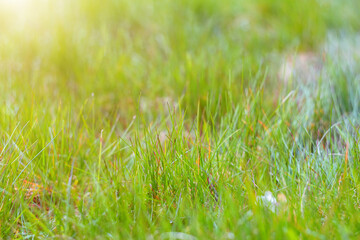Fototapeta na wymiar Green grass background. Tender leaves, stems and drops after rain. Bright juicy lawn. Natural herbal background.