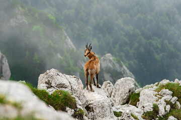 Calm chamois on the top of the ridge in cloudy weather