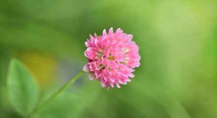 Obraz premium Close-up pink rose clover flower on natural background