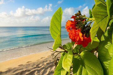 CLOSE UP: Scenic shot of a tropical flower and a white sand beach in the back