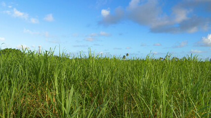 Fototapeta na wymiar CLOSE UP: Stalks of sugarcane grow high in air in calm countryside of Barbados