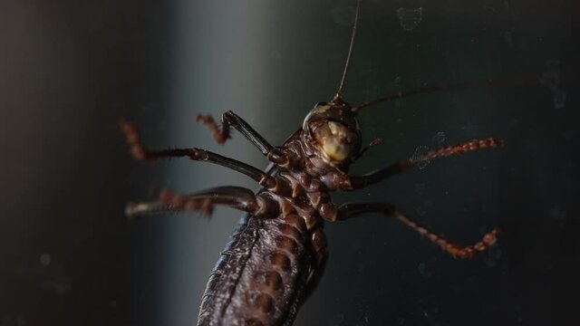 Black brown mormon cricket underside and mandibles while trying unsuccessfully to climb a glass aquarium